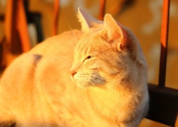 Жара до +32 градусов вернется в Новосибирскую область