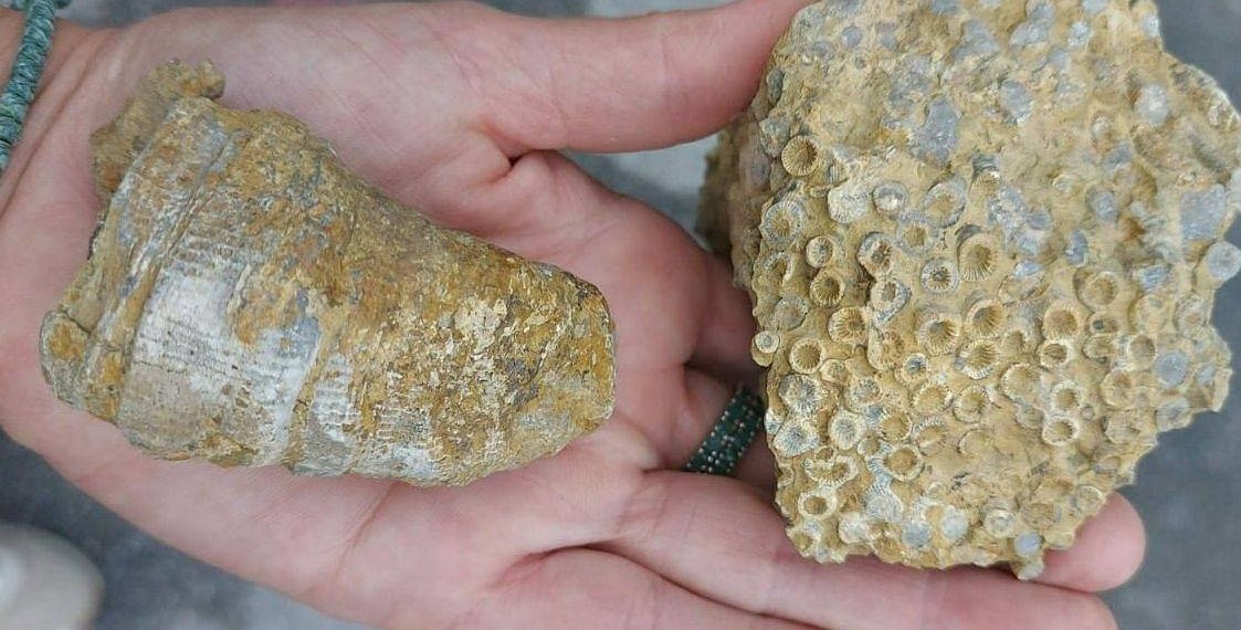 Следы древнего моря обнаружили под Новосибирском