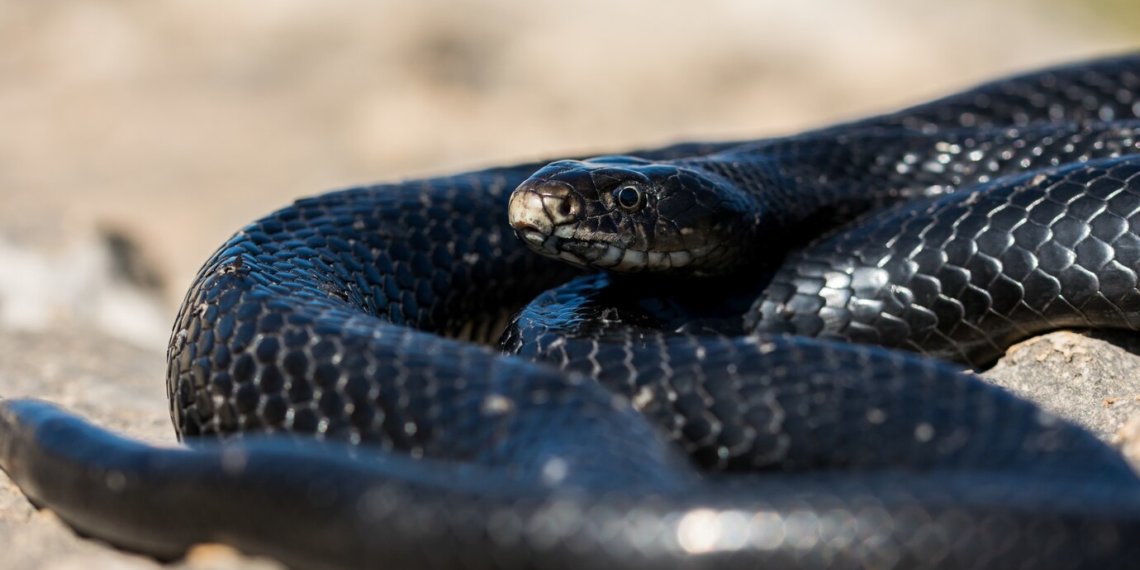 Гадюка укусила мужчину на пляже в Томске