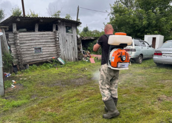 Дикая лиса могла заразить бешенством собаку в Тогучинском районе