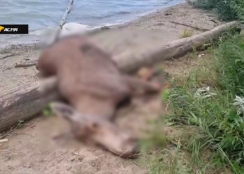 Лося со вспоротым брюхом обнаружили на пляже в Искитимском районе