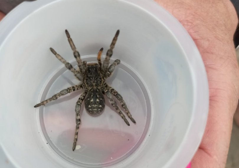 Ядовитого тарантула обнаружил в доме житель Новосибирской области