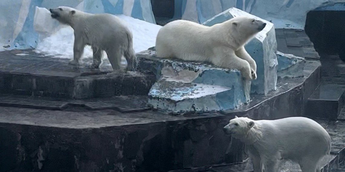 Белых медведей Белку и Стрелку переместили в отдельный вольер в Новосибирском зоопарке