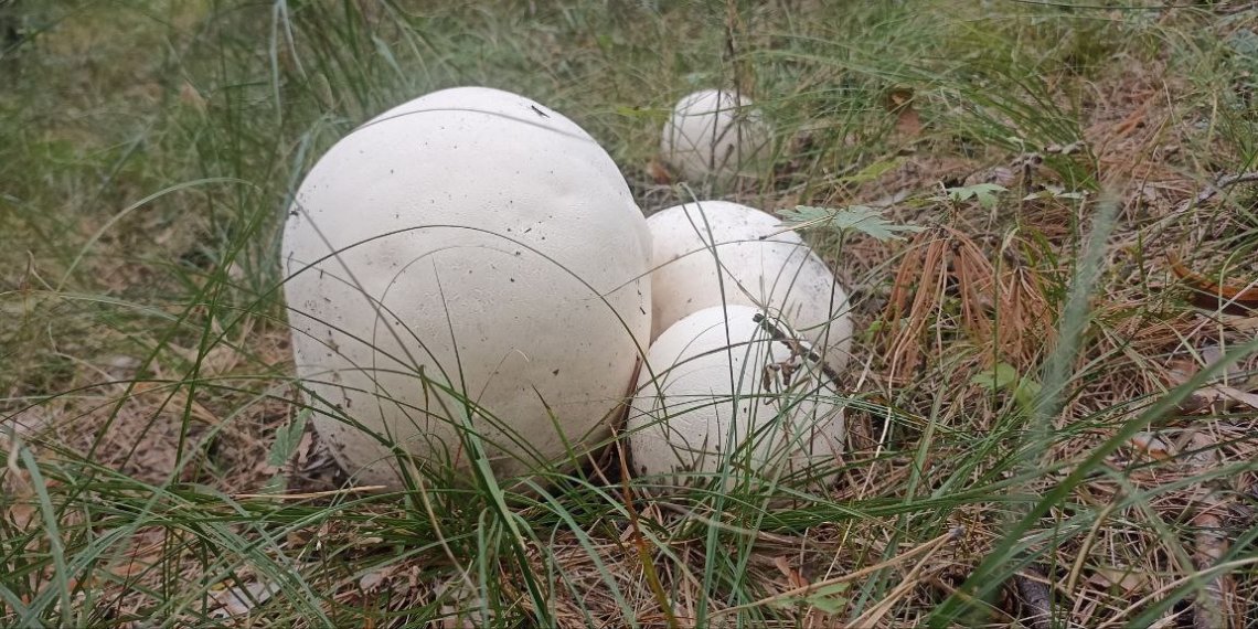 Грибы размером с футбольный мяч нашли в сибирском регионе