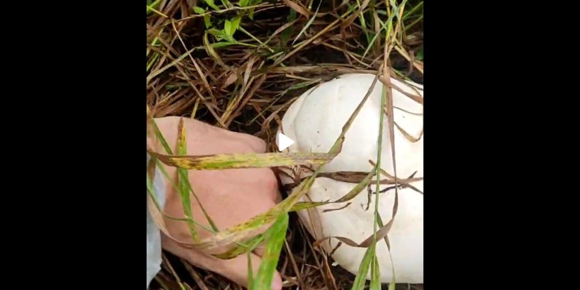 Житель Новосибирска нашел гриб размером с половину волейбольного мяча