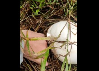 Житель Новосибирска нашел гриб размером с половину волейбольного мяча