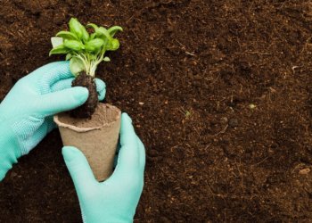 Технологию оценки качества почвы создали в Новосибирске