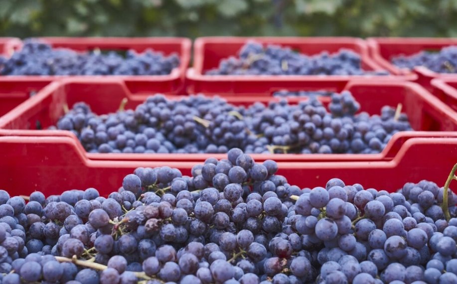 Четыре грузовика сомнительных ягод и фруктов остановили в Алтайском крае