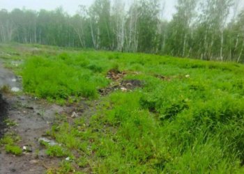 В селе под Новосибирском свалку ТКО ликвидировали через суд