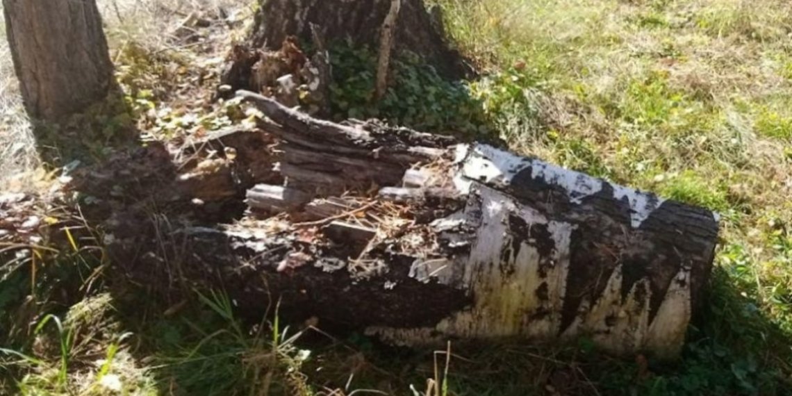 В лесу в Алтайском крае нашли полкилограмма наркотиков