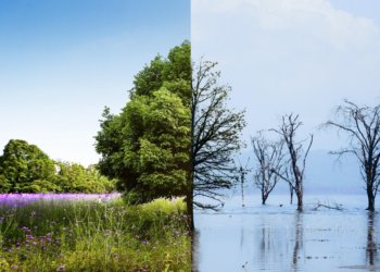 Татьяна Завьялова: «Адаптироваться к изменениям климата выгоднее, чем устранять последствия природных катаклизмов»