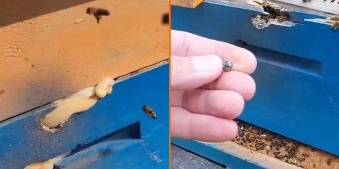 Неизвестные напали на пчел с огнестрелом в Новосибирске