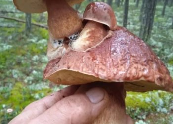 Сибирячка нашла гриб-мутант