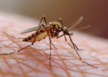 В комарах Новосибирской области нашли 30 новых вирусов