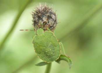 На нашествие клопов-черепашек начали жаловаться сибиряки