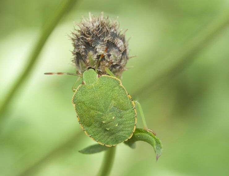 На нашествие клопов-черепашек начали жаловаться сибиряки
