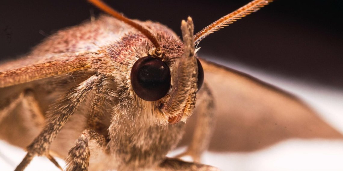 Студенты из Новосибирска придумали новый способ утилизации пластика с помощью насекомых
