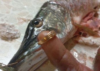 Золото в щуке обнаружил рыбак под Новосибирском