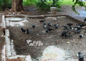 Неизвестные травят голубей хлоркой в Новосибирске