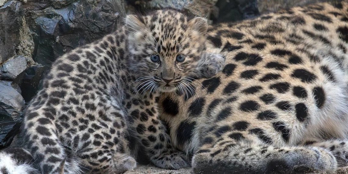 Маленький леопард родился в Новосибирском зоопарке
