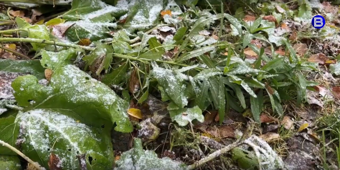 Первый снег-2024: в Новосибирскую область пришла зима