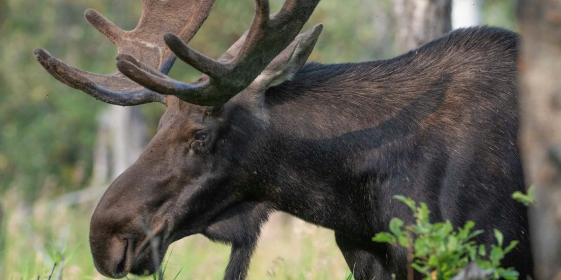 Дату приема заявлений на добычу косули и лося назвали в Новосибирской области