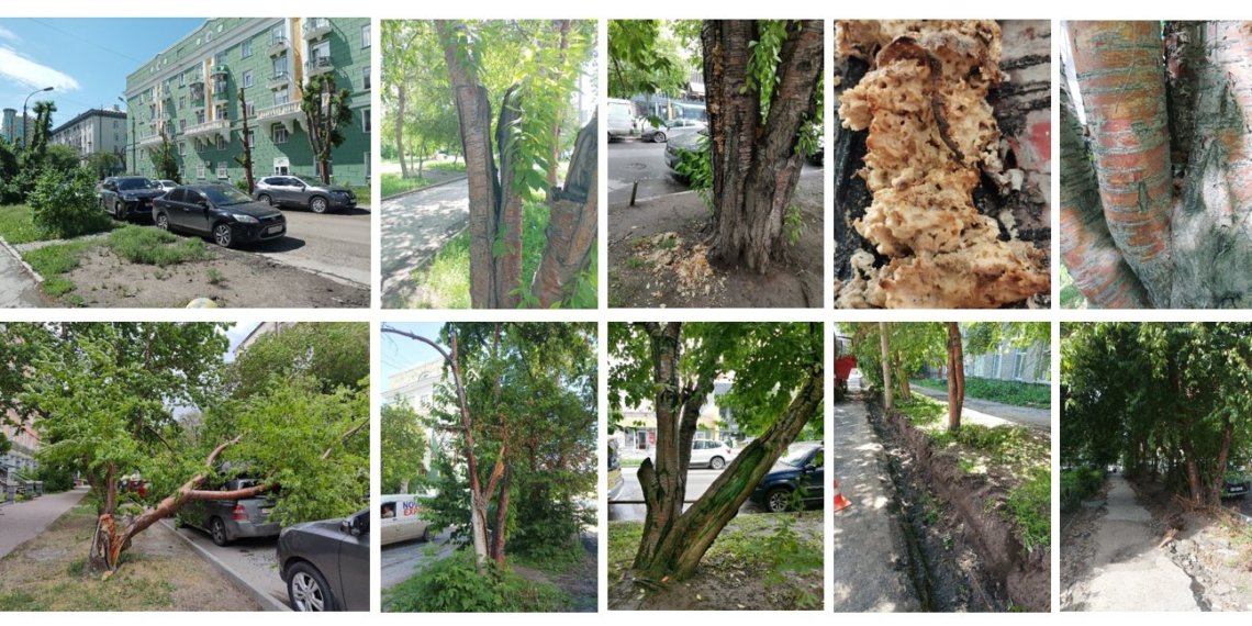 Почти тысячу кустарников и деревьев высадят на Урицкого в Новосибирске