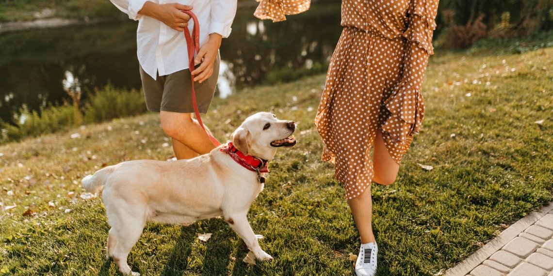 Госдума вводит штрафы за плохое содержание животных