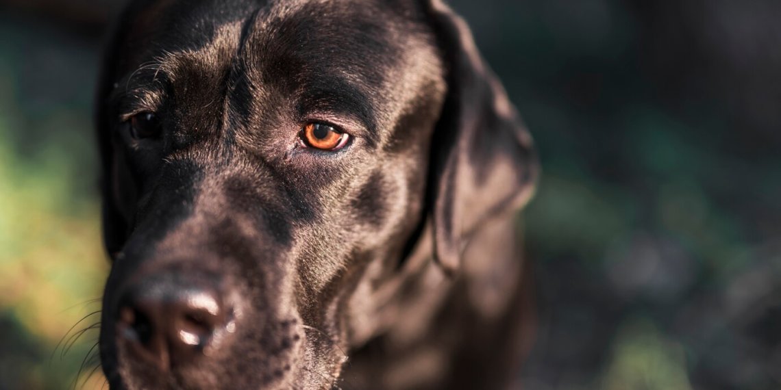 В зверском убийстве собаки заподозрили школьников в Республике Алтай