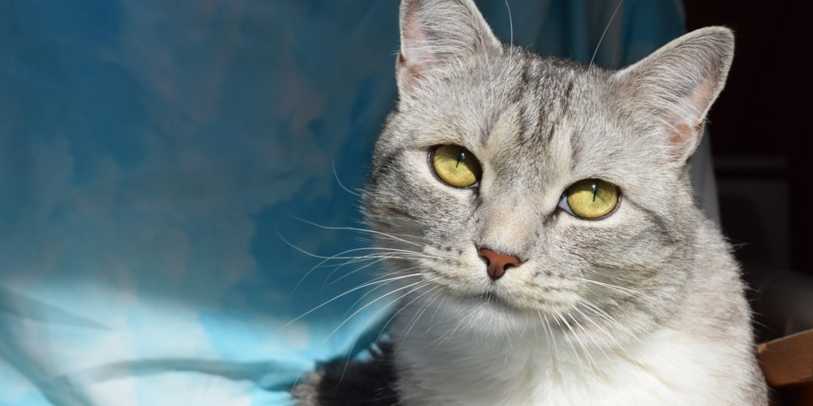 Сибирский ученый рассказал, почему кошки считаются идеальными животными, несмотря на социофобию