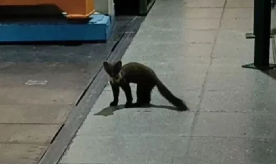 Дикая куница пробралась в Институт ядерной физики в Академгородке