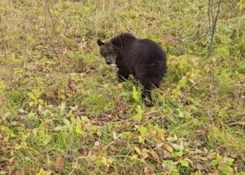 Спасенного медвежонка выпустили в дикую природу в Новосибирской области