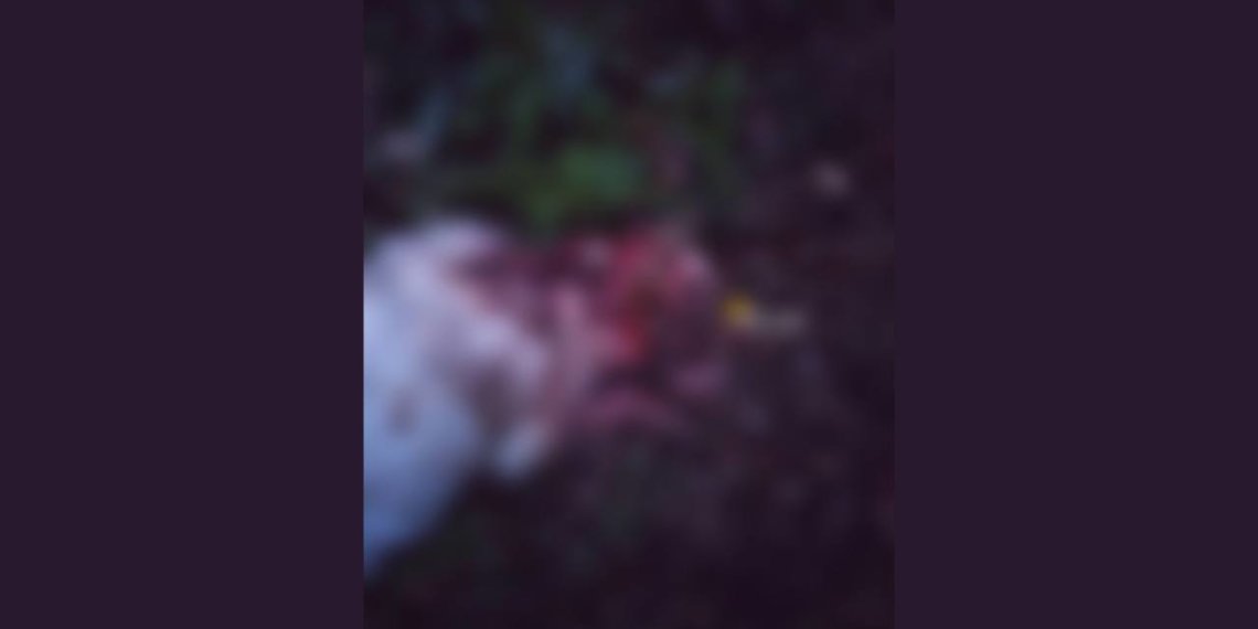 В Новосибирской области живодер расчленил собаку