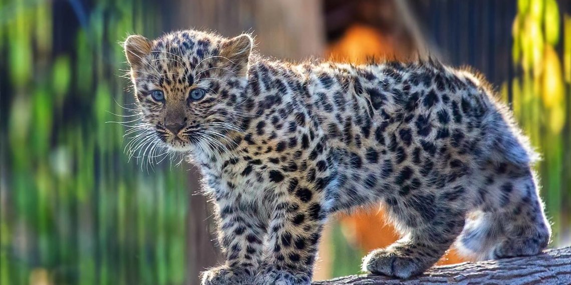 Стало известно, как назвали малышку дальневосточных леопардов в новосибирском зоопарке