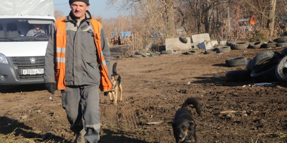 В Новосибирске официально трудоустроят бездомных собак, которые охраняют мусорные полигоны