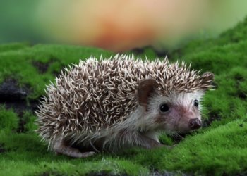 Ежей занесли в Красную книгу из-за массового вымирания