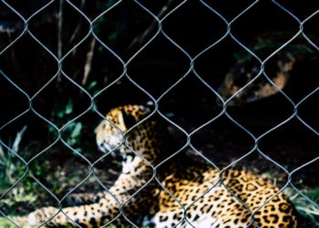 В России планируют запретить выступление животных в цирке