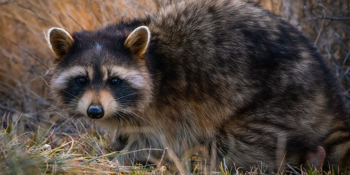«Уничтожает все живое»: в Новосибирской области возросла численность енотовидной собаки