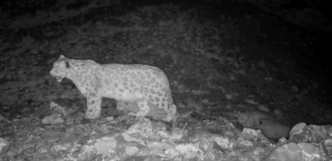 Редкий случай: многодетную семью снежных барсов засняли в Сибири