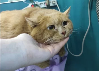 Скончался известный на всю Россию худеющий кот Крошик