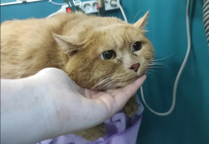 Скончался известный на всю Россию худеющий кот Крошик