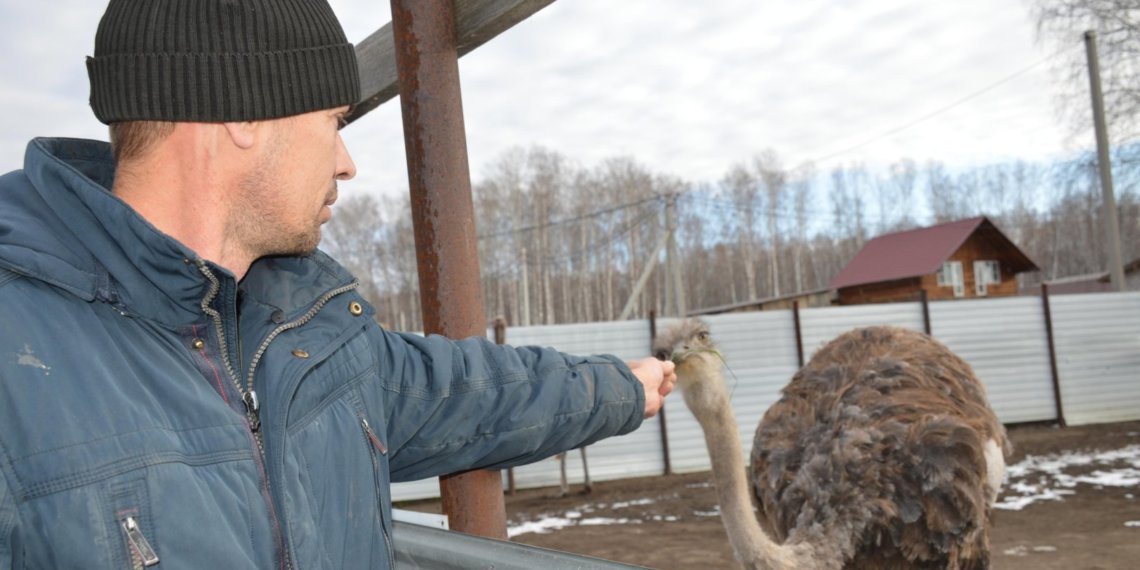 Под Новосибирском местный житель завел африканских страусов