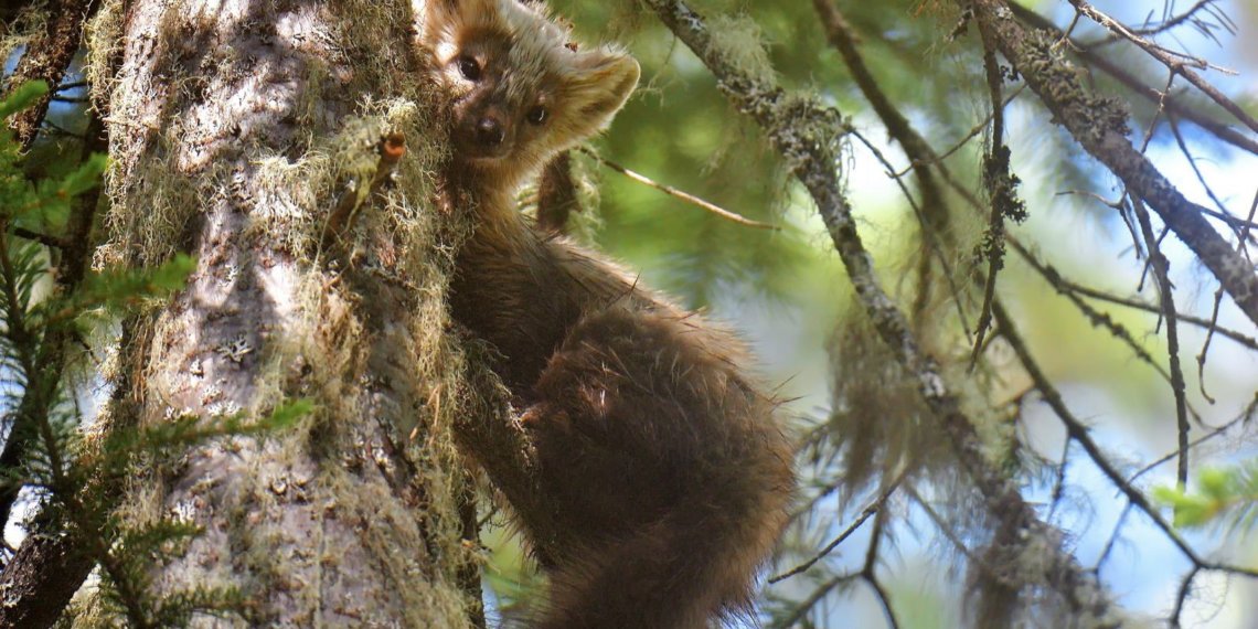 Соболь попался в объектив фотоловушки в Саяно-Шушенском заповеднике