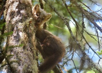 Соболь попался в объектив фотоловушки в Саяно-Шушенском заповеднике