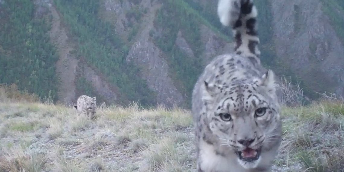 Привезенная в Сибирь из Таджикистана самка снежного барса родила котят