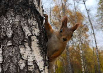 В парках Новосибирска похищают белок