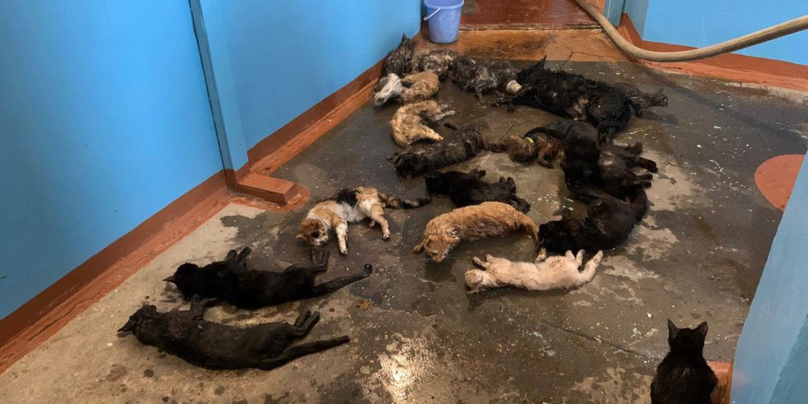 Два десятка кошек спасли при пожаре в сибирской квартире