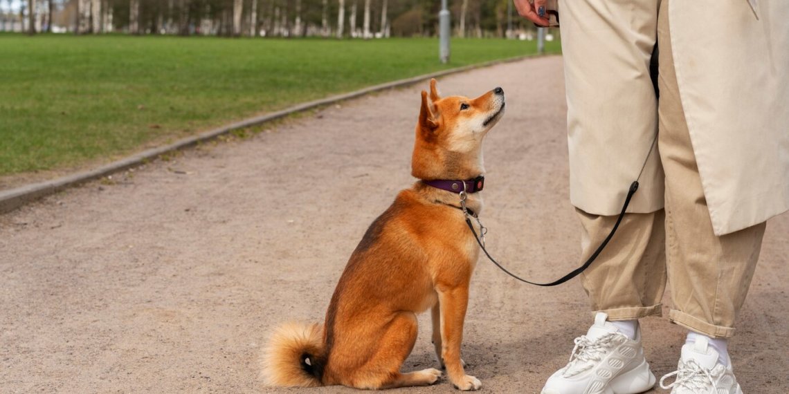 В Алтайском крае вводят чипирование домашних собак
