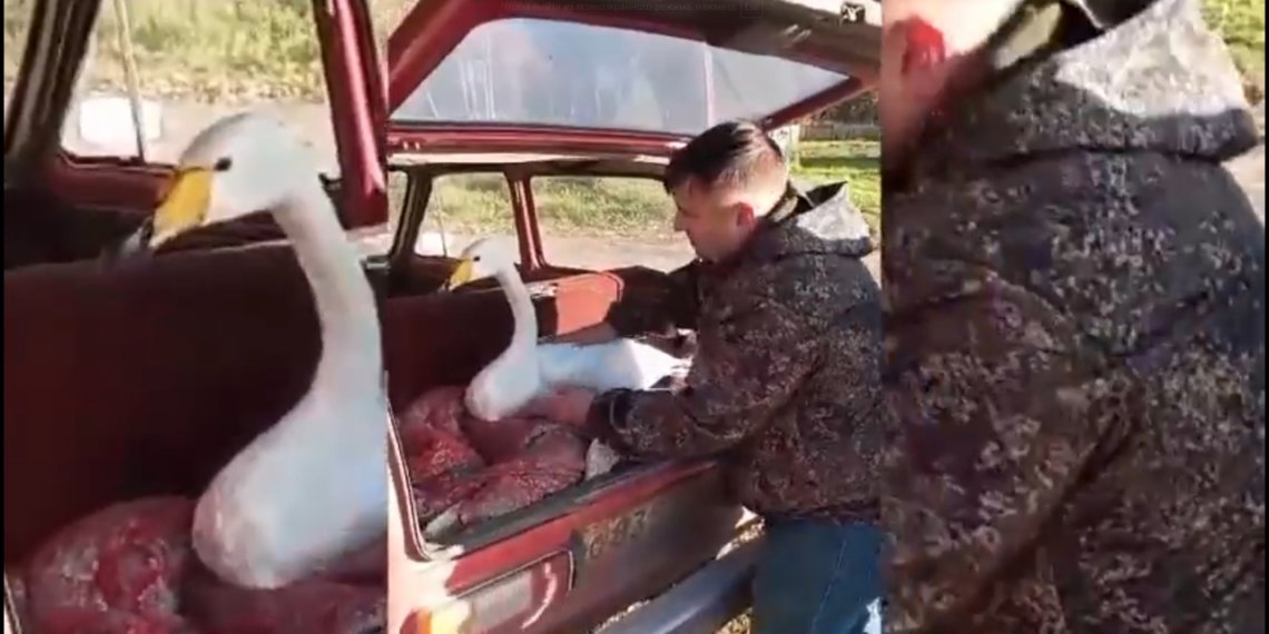 Раненого лебедя спасли в Доволенском районе