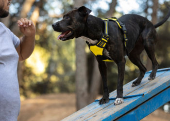 Служебная собака нашла 32 тысячи долларов контрабанды у иностранца в аэропорту Новосибирска